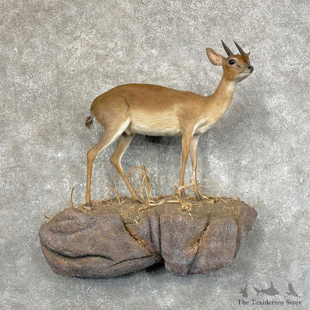 Livingstone Suni Life-Size Mount For Sale #28881 @ The Taxidermy Store