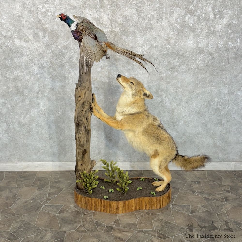 Coyote Life Size Mount For Sale #30298 @ The Taxidermy Store