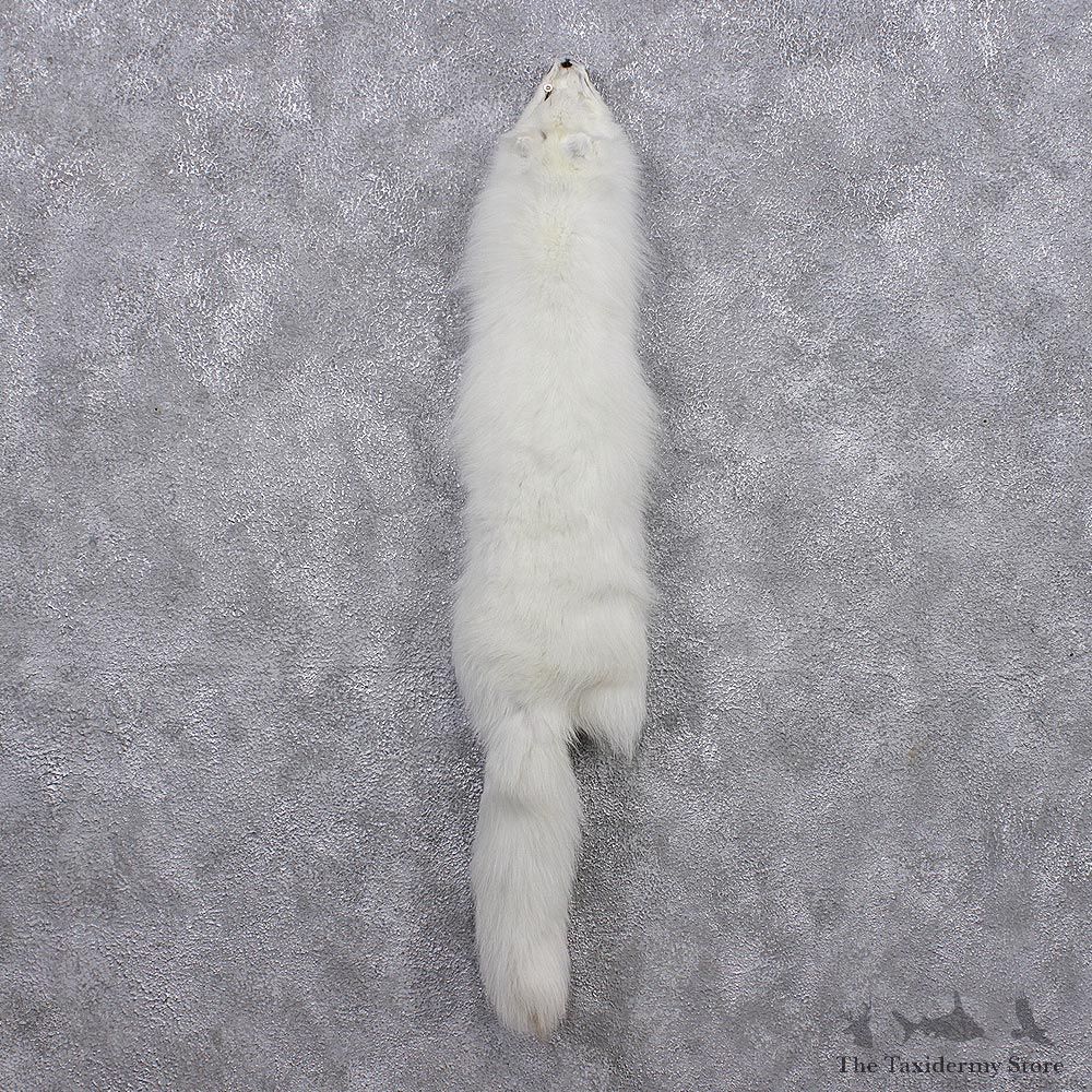 Arctic Fox Taxidermy Hide - Skin - Fur #12438 For Sale @ The Taxidermy Store