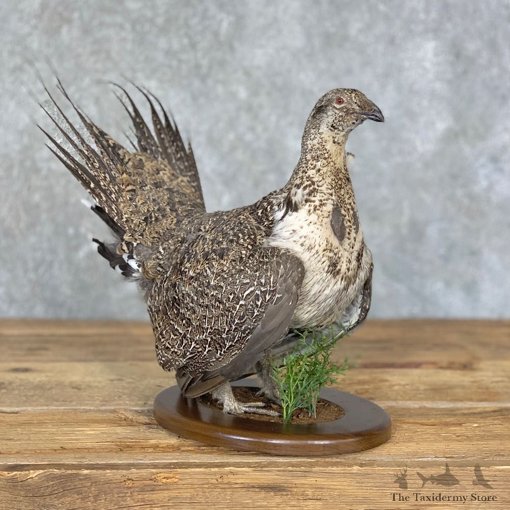 Sage Grouse Bird Mount For Sale #21357 @ The Taxidermy Store
