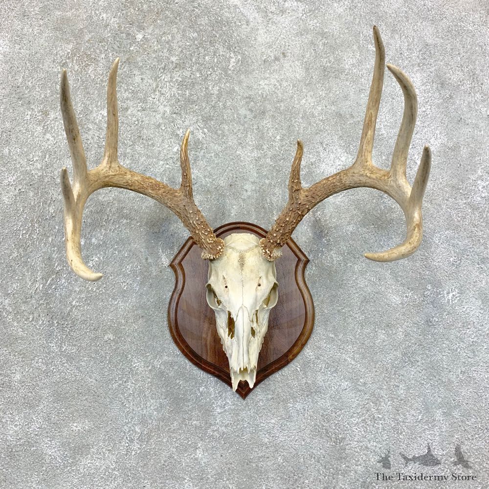 Whitetail Deer Skull European Mount For Sale #22865 @ The Taxidermy Store