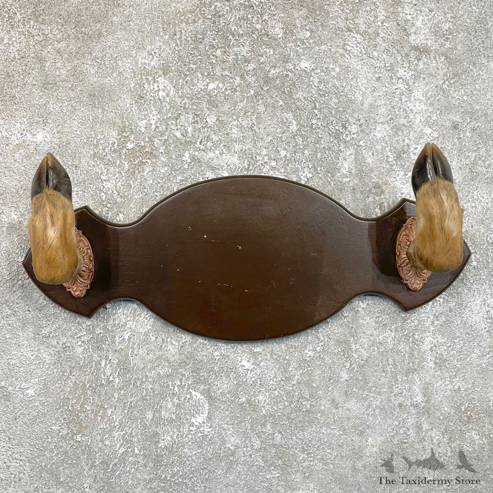 Whitetail Deer Hoof Gun Rack Taxidermy Mount For Sale #25118 @ The Taxidermy Store