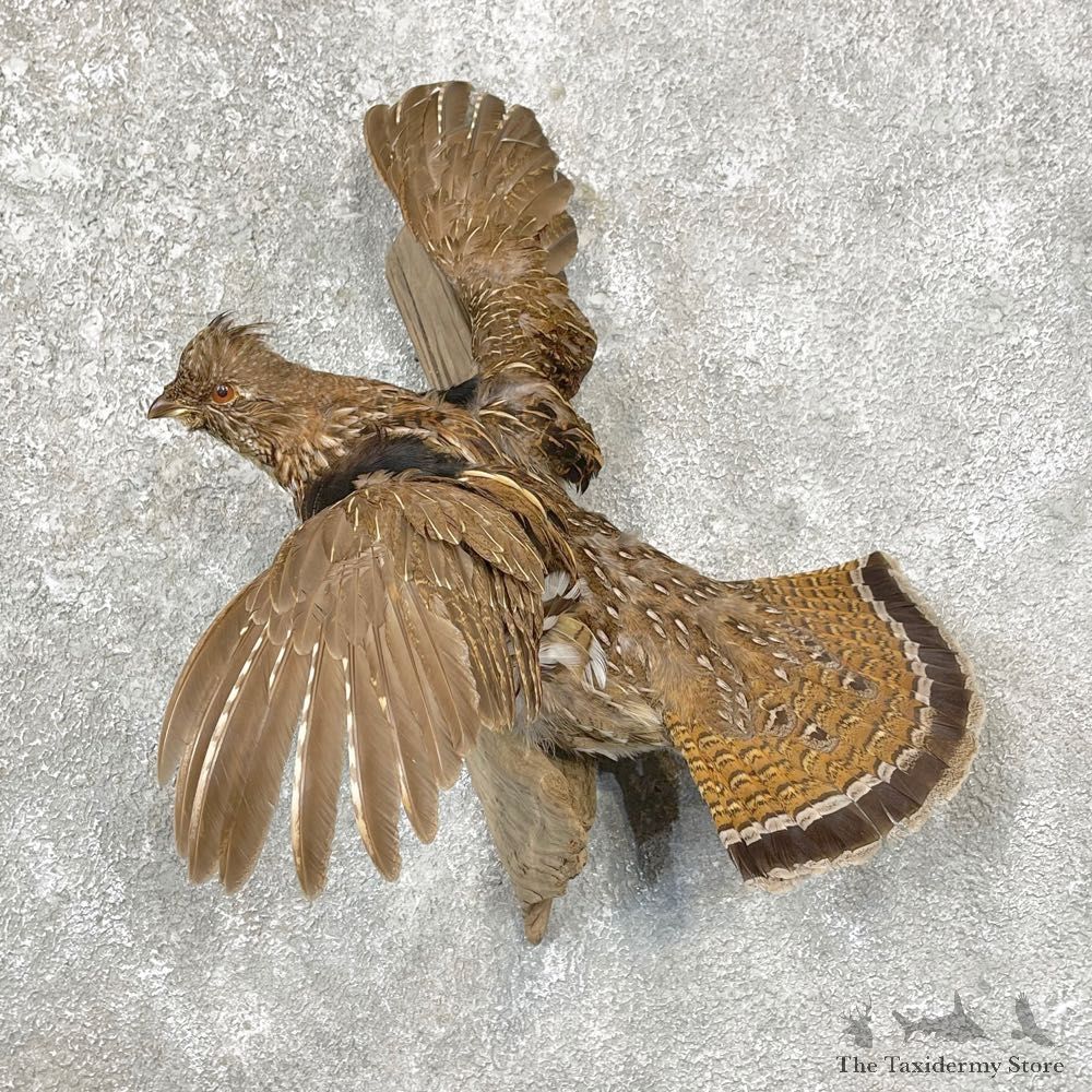 Ruffed Grouse Bird Mount For Sale #24787 @ The Taxidermy Store
