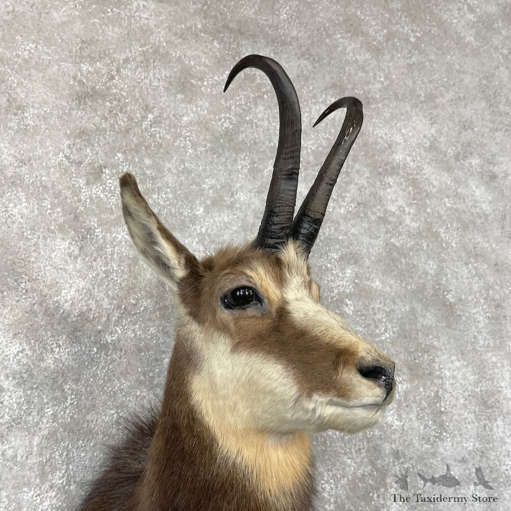 South Pacific Chamois Shoulder Mount For Sale #28264 @ The Taxidermy Store