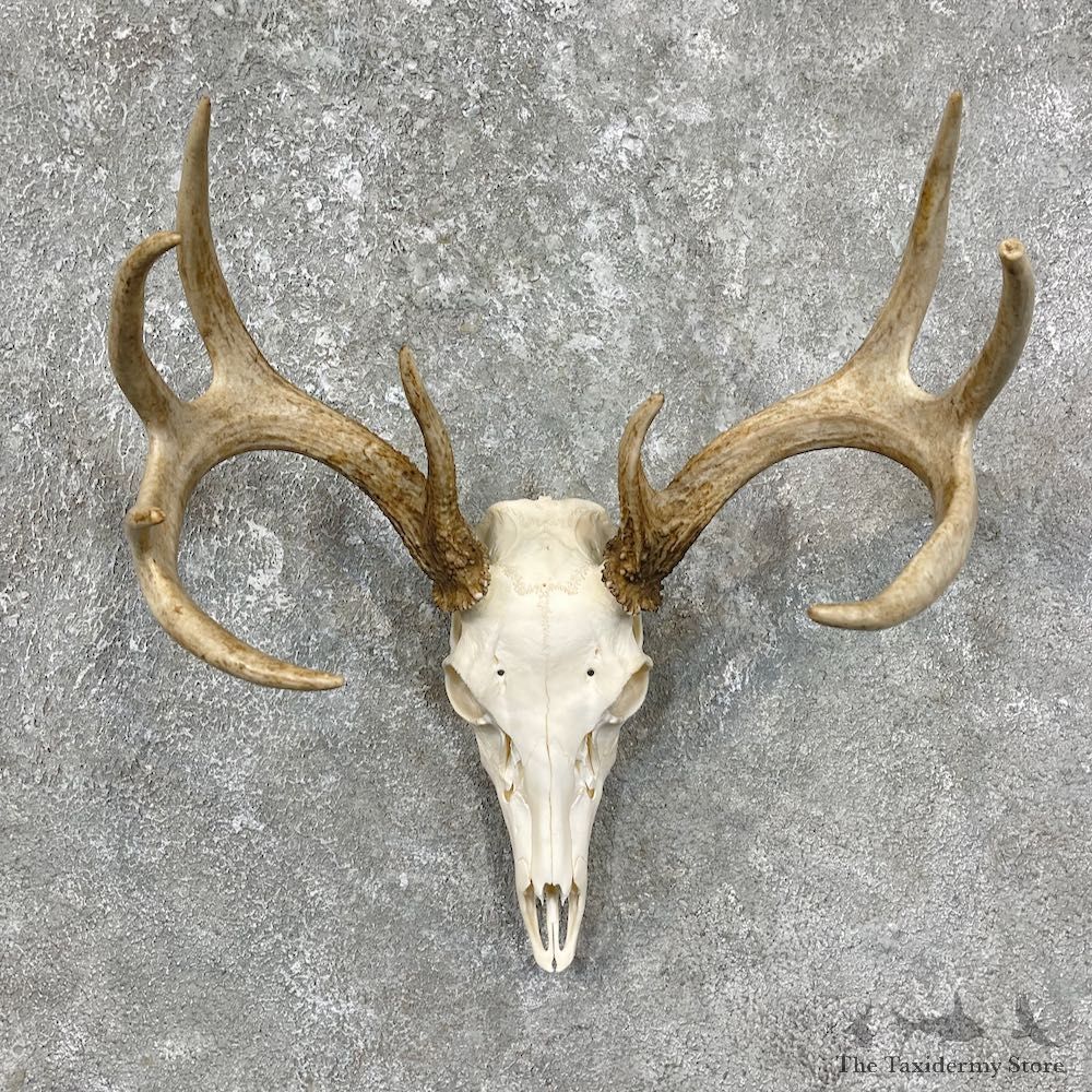 Whitetail Deer Skull European Mount For Sale #25604 @ The Taxidermy Store