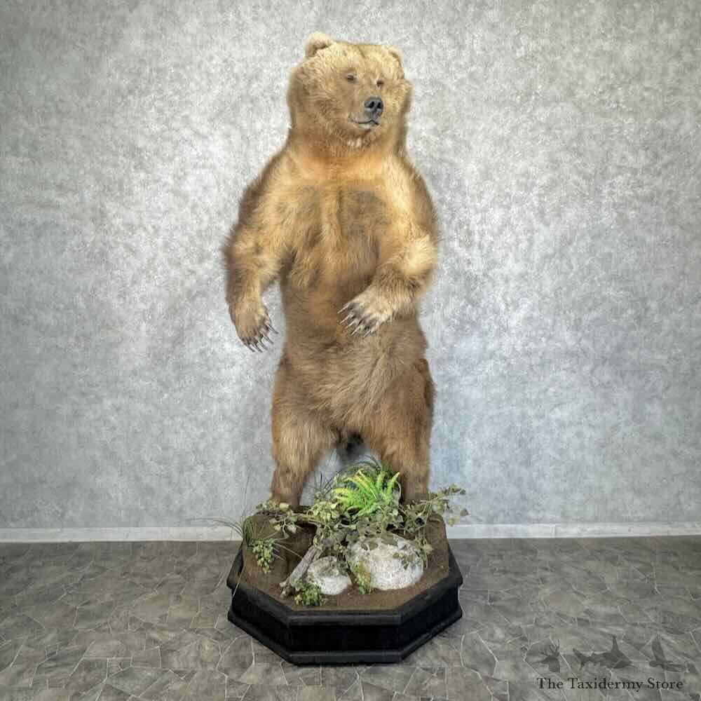 Brown Bear Life Size Mount For Sale #31507 @ The Taxidermy Store