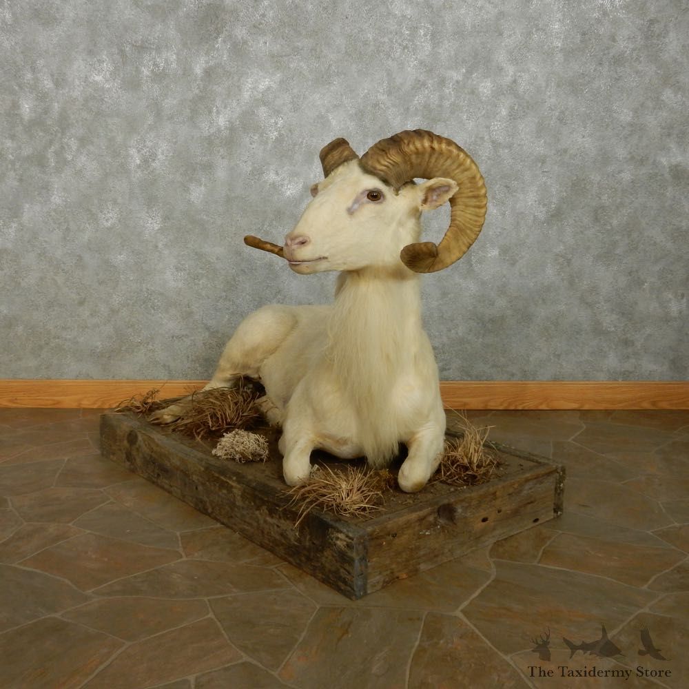 Texas Dall Sheep Life-Size Mount For Sale #15110 @ The Taxidermy Store