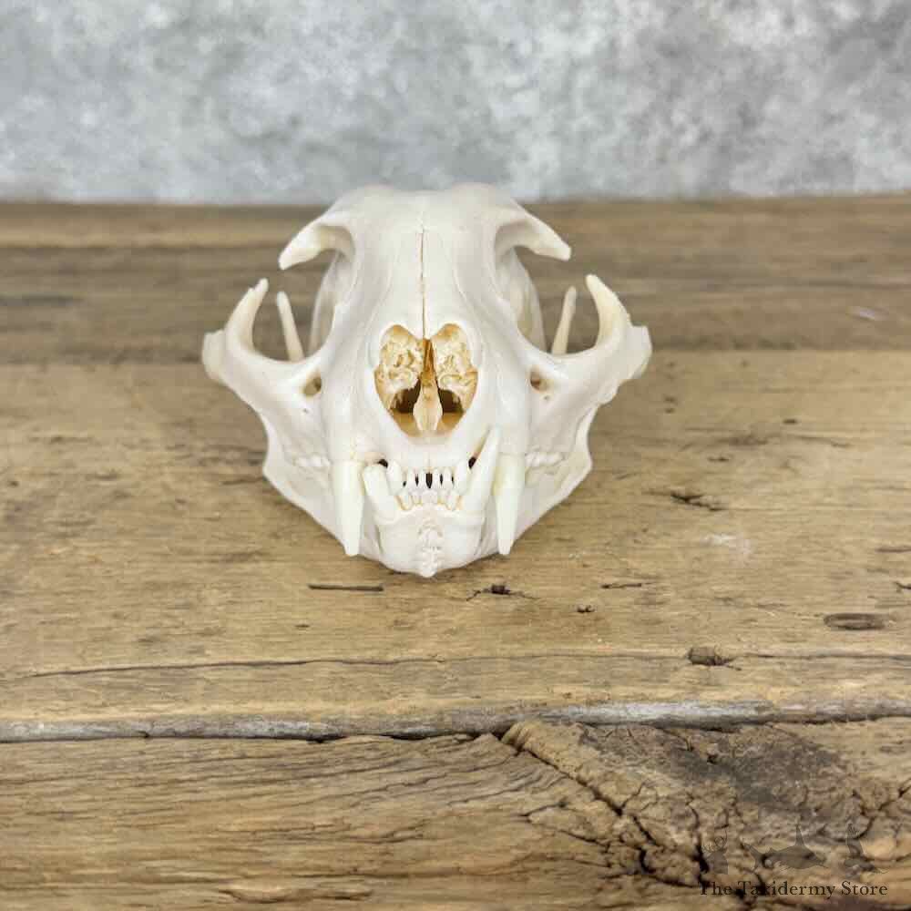 Bobcat Full Skull For Sale #32142 @ The Taxidermy Store