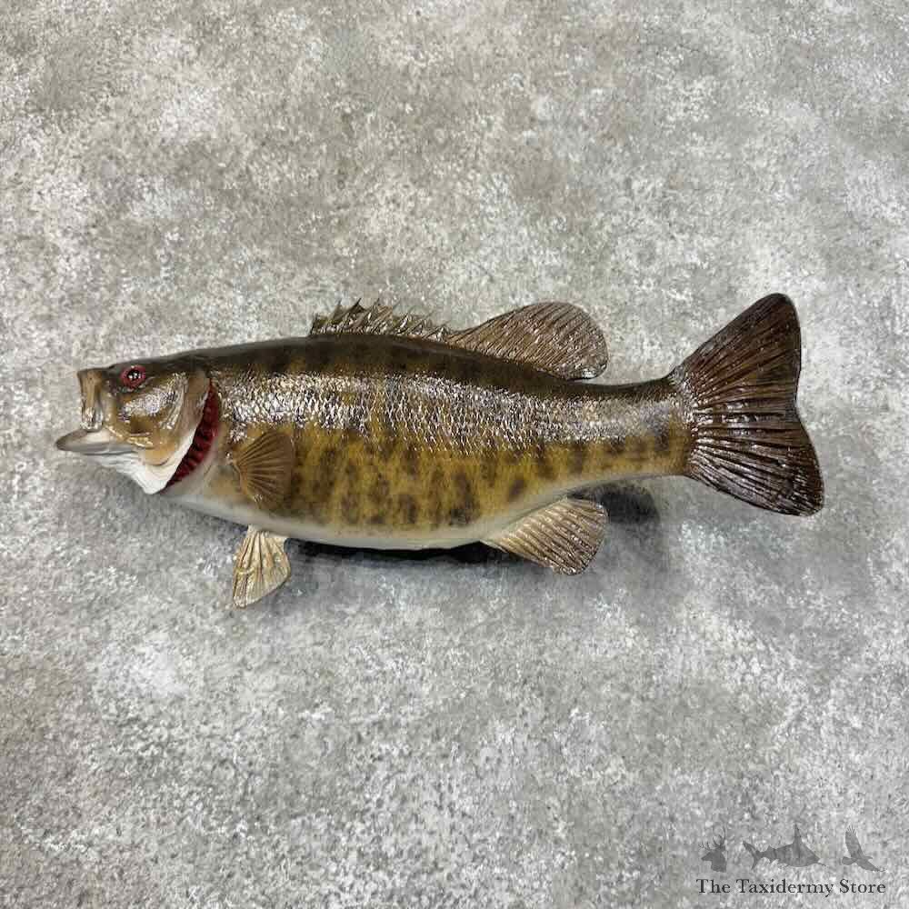 Smallmouth Bass Fish Mount For Sale #31274 @ The Taxidermy Store