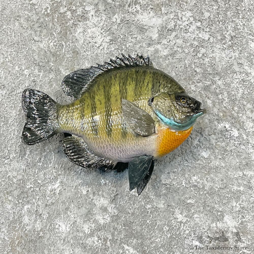 Bluegill Fish Mount For Sale #27725 @ The Taxidermy Store