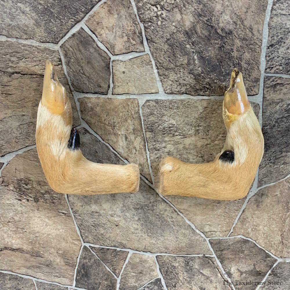Deer Hoof Craft Pack For Sale #22017 @ The Taxidermy Store