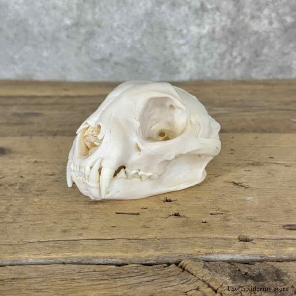 Bobcat Full Skull For Sale #32142 @ The Taxidermy Store