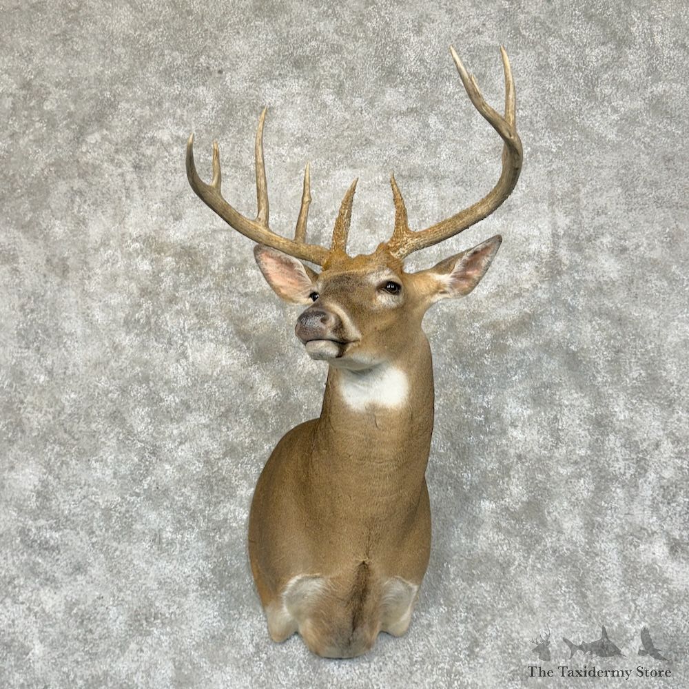 Whitetail Deer Shoulder Mount For Sale #29404 - The Taxidermy Store