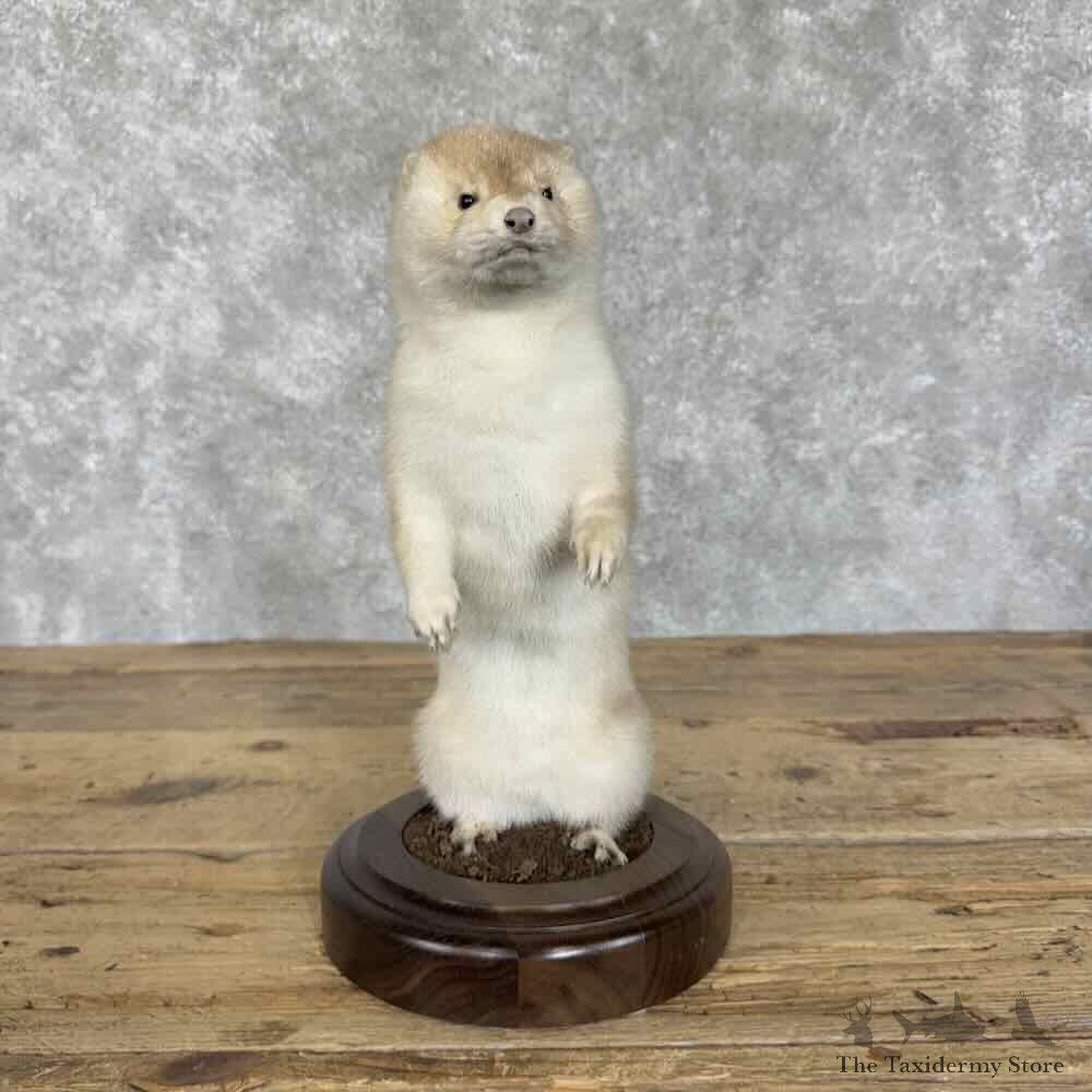 Mink Life-Size Mount For Sale #30720 @ The Taxidermy Store