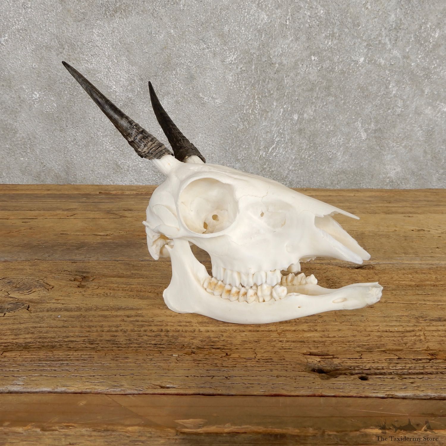 Bush Duiker Skull & Horn European Mount For Sale #19929 @ The Taxidermy Store