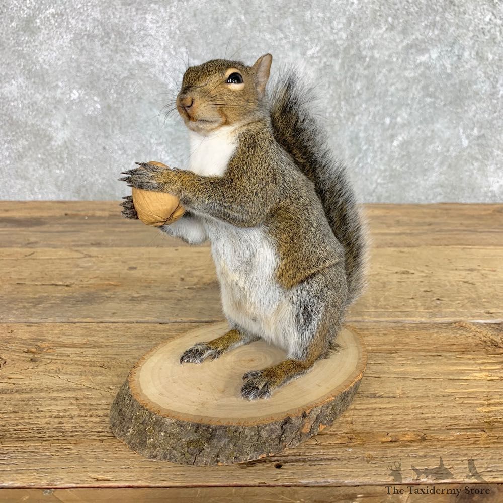 Grey Squirrel Life-Size Mount For Sale #22413 @ The Taxidermy Store