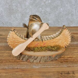 Novelty Canoe Chipmunk Mount For Sale #14987 @ The Taxidermy Store