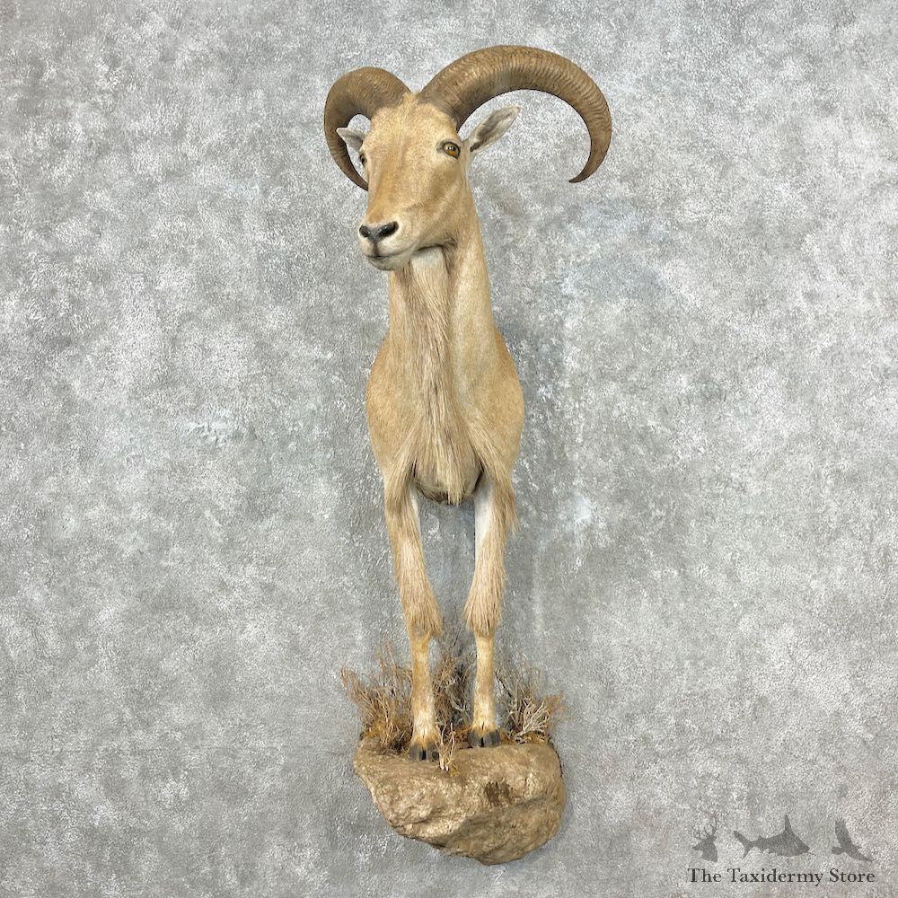 Aoudad 1/2 Life-Size Mount For Sale #26834 @ The Taxidermy Store