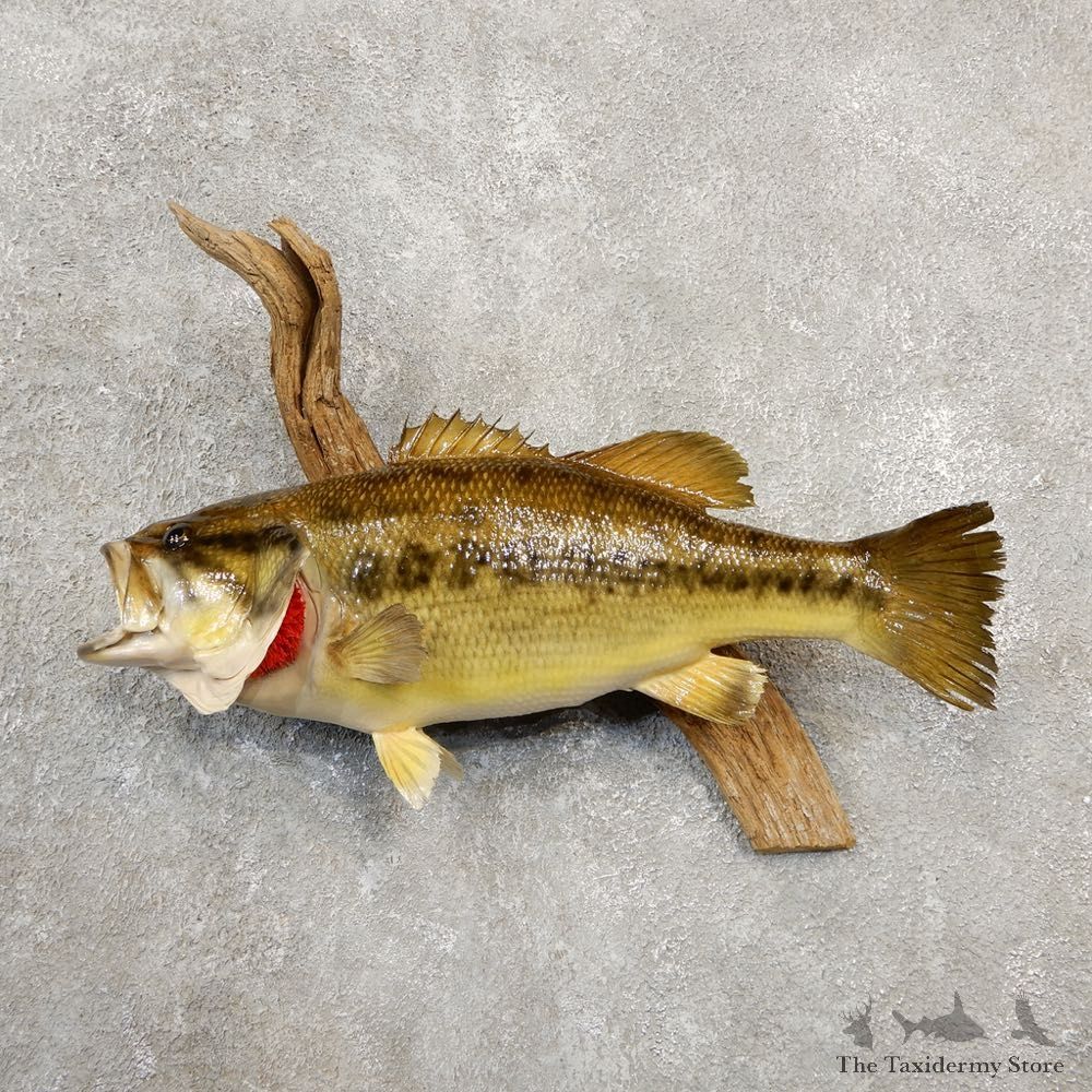 Largemouth Bass Fish Mount For Sale #20573 @ The Taxidermy Store