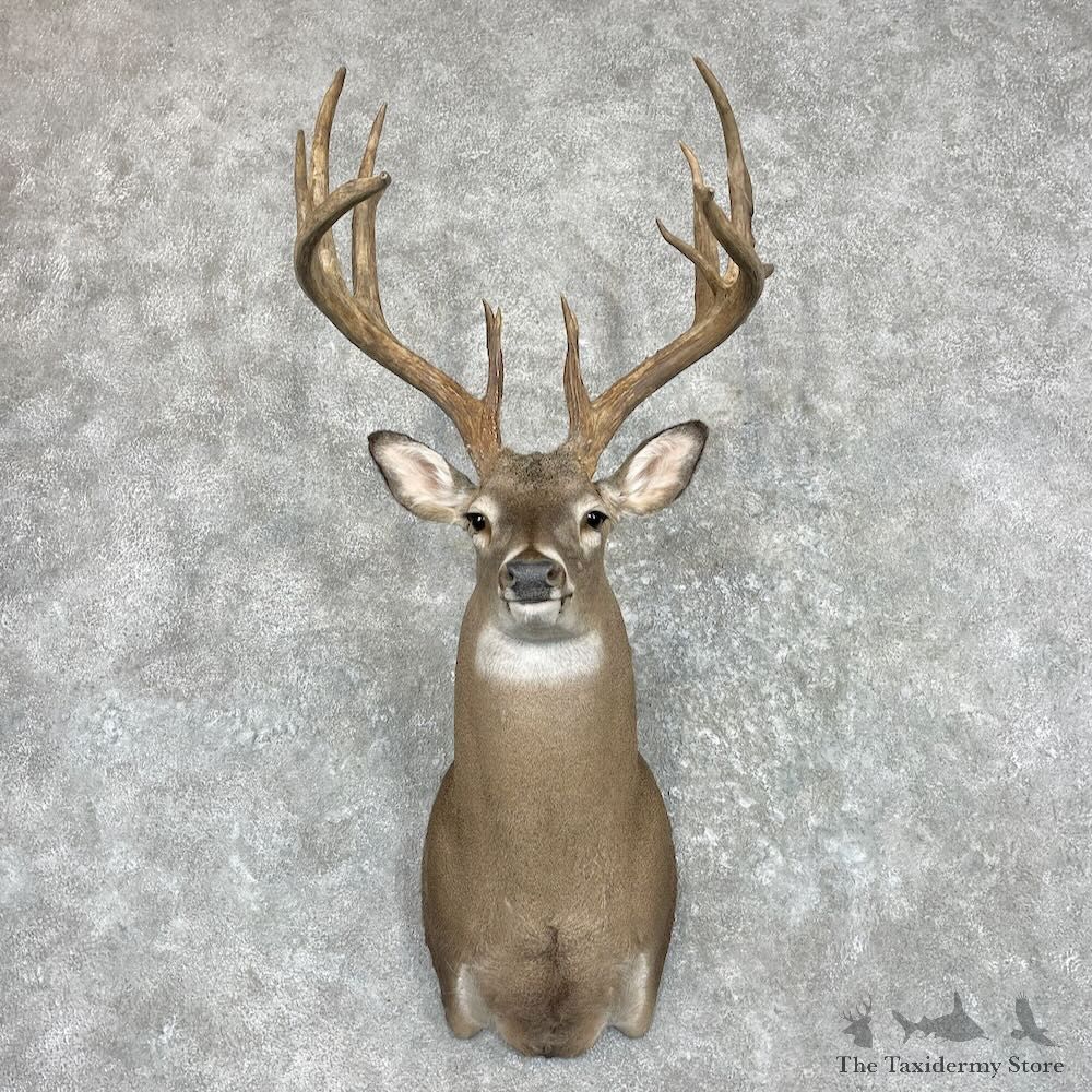 Whitetail Deer Shoulder Mount For Sale #27427 - The Taxidermy Store