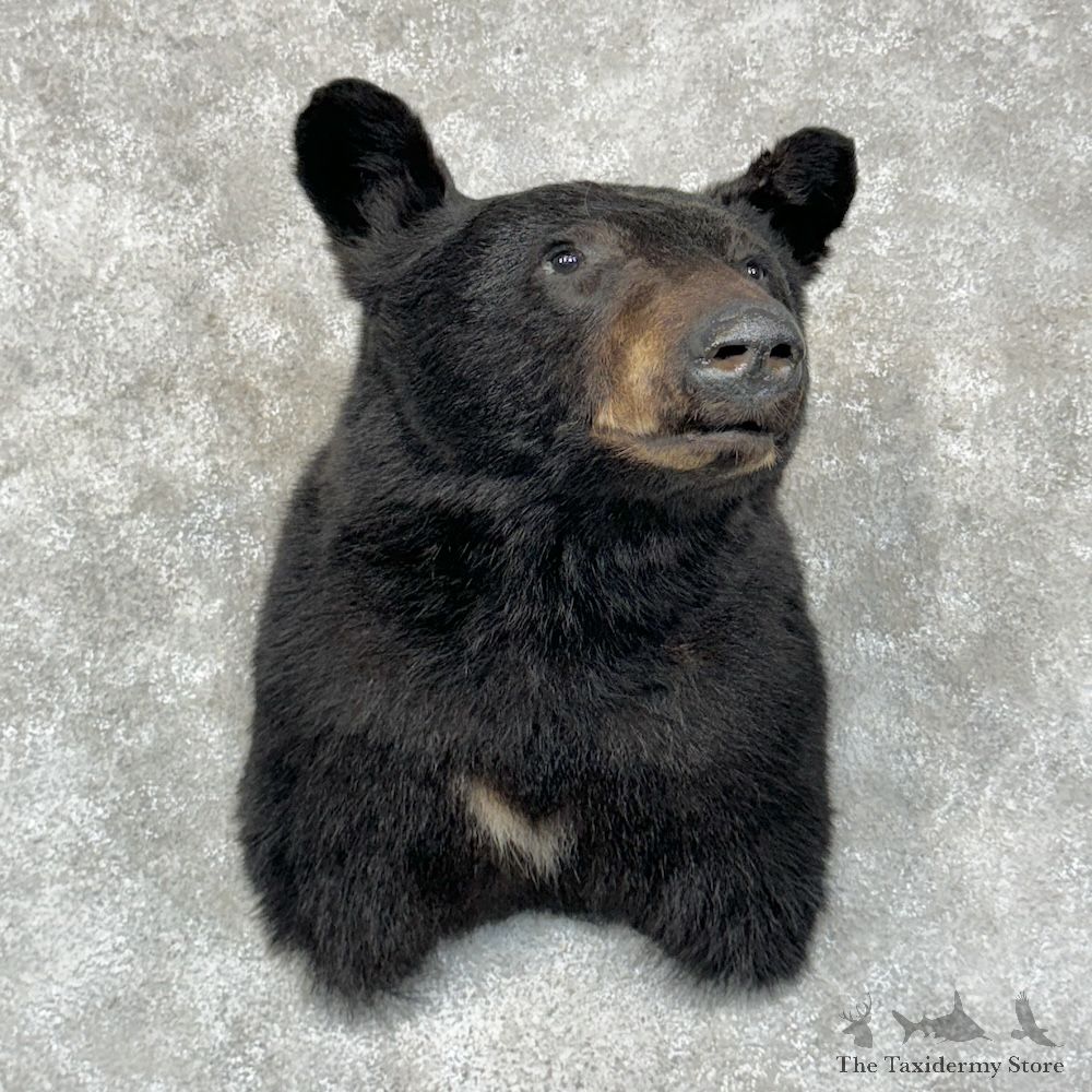 Black Bear Shoulder Mount For Sale #29600 @ The Taxidermy Store