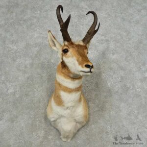 Pronghorn Antelope Shoulder Mount For Sale #16762 @ The Taxidermy Store