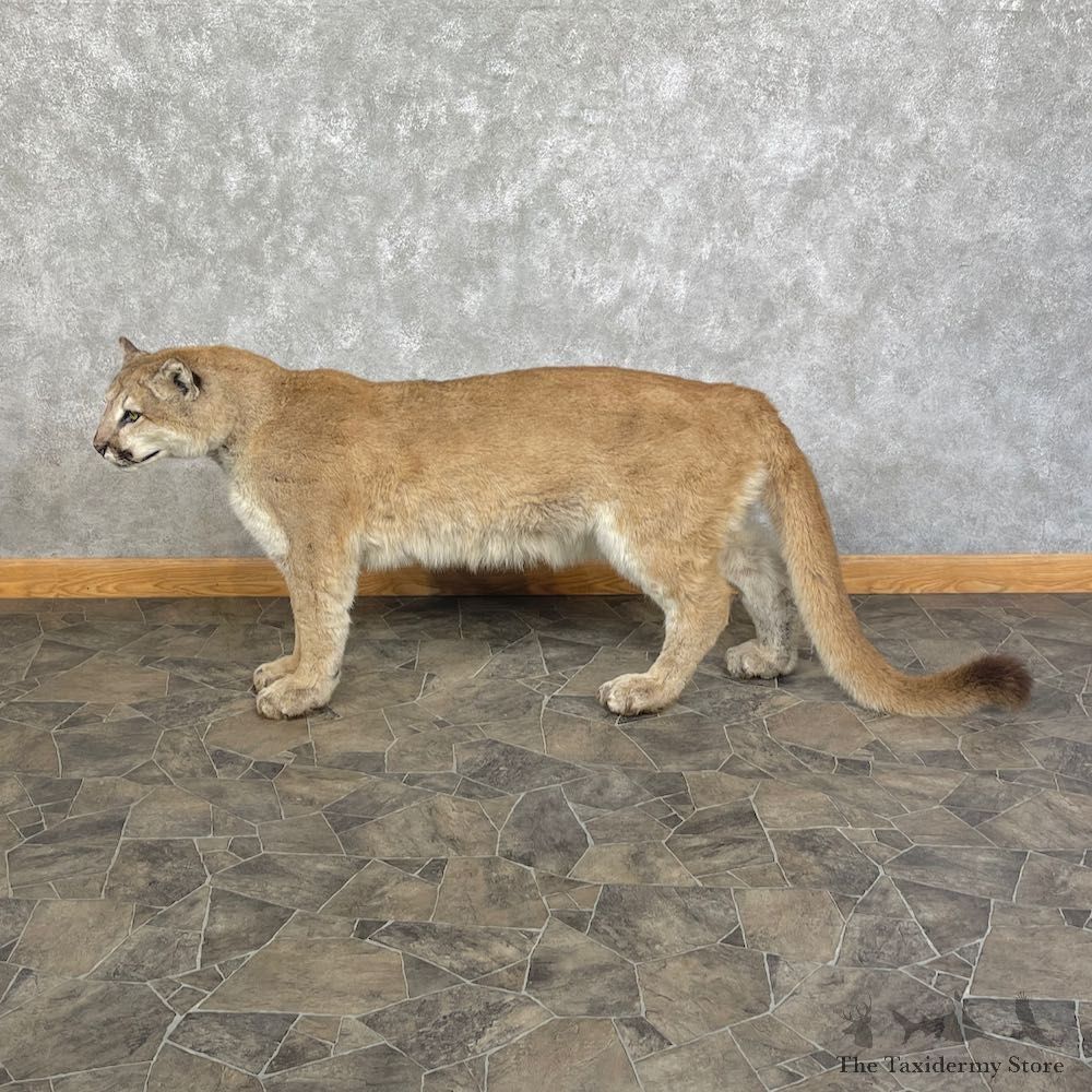 Mountain Lion Life-Size Mount For Sale #25407 @ The Taxidermy Store