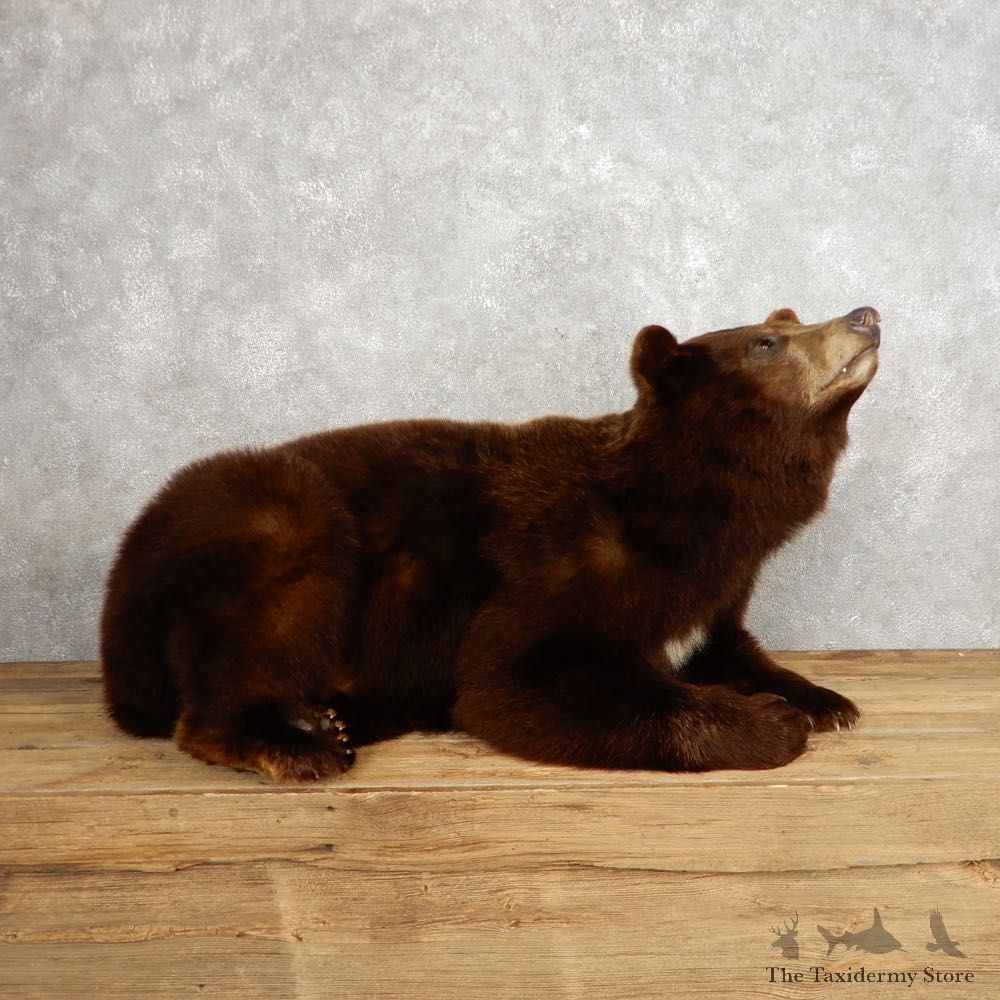 Cinnamon Phase Black Bear Life-Size Mount For Sale #21238 @ The Taxidermy Store