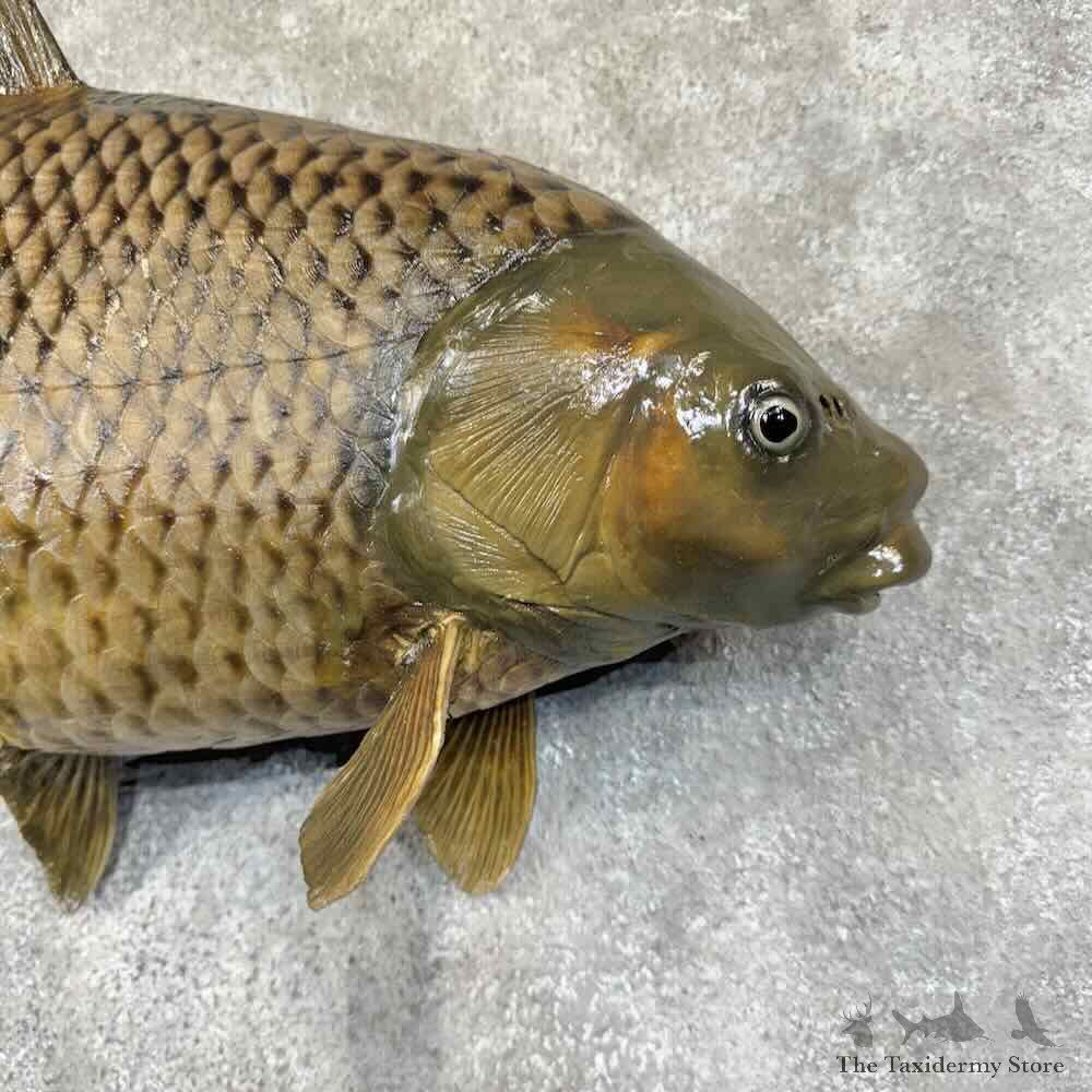 Common Carp Fish Mount For Sale #30768 @ The Taxidermy Store