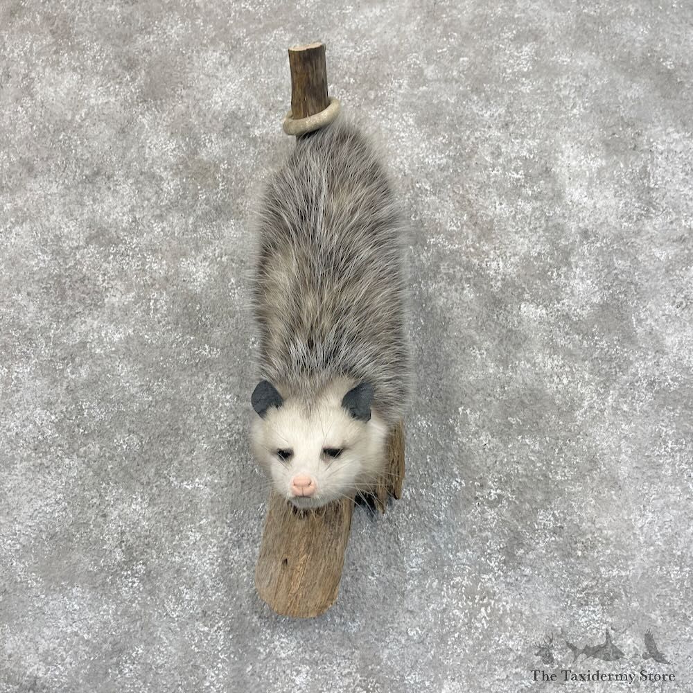 Wall Hanging Opossum Mount For Sale #28721 @ The Taxidermy Store