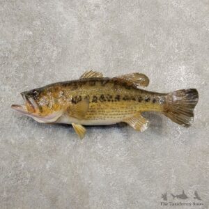 Largemouth Bass Fish Mount For Sale #20589 @ The Taxidermy Store