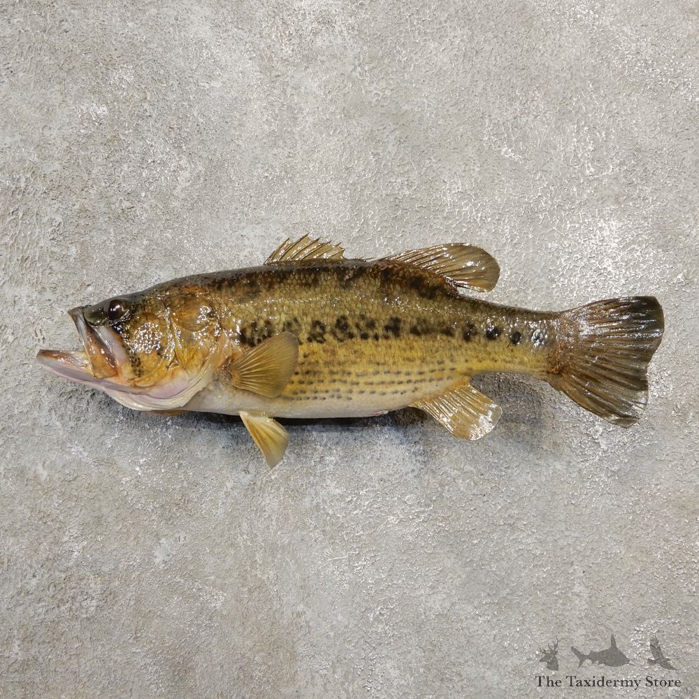Largemouth Bass Fish Mount For Sale #20589 @ The Taxidermy Store