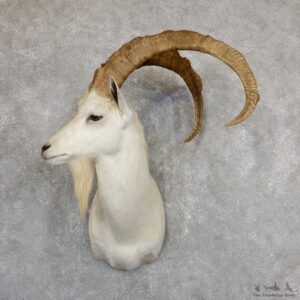 Hybrid Ibex Shoulder Mount For Sale #19630 - The Taxidermy Store