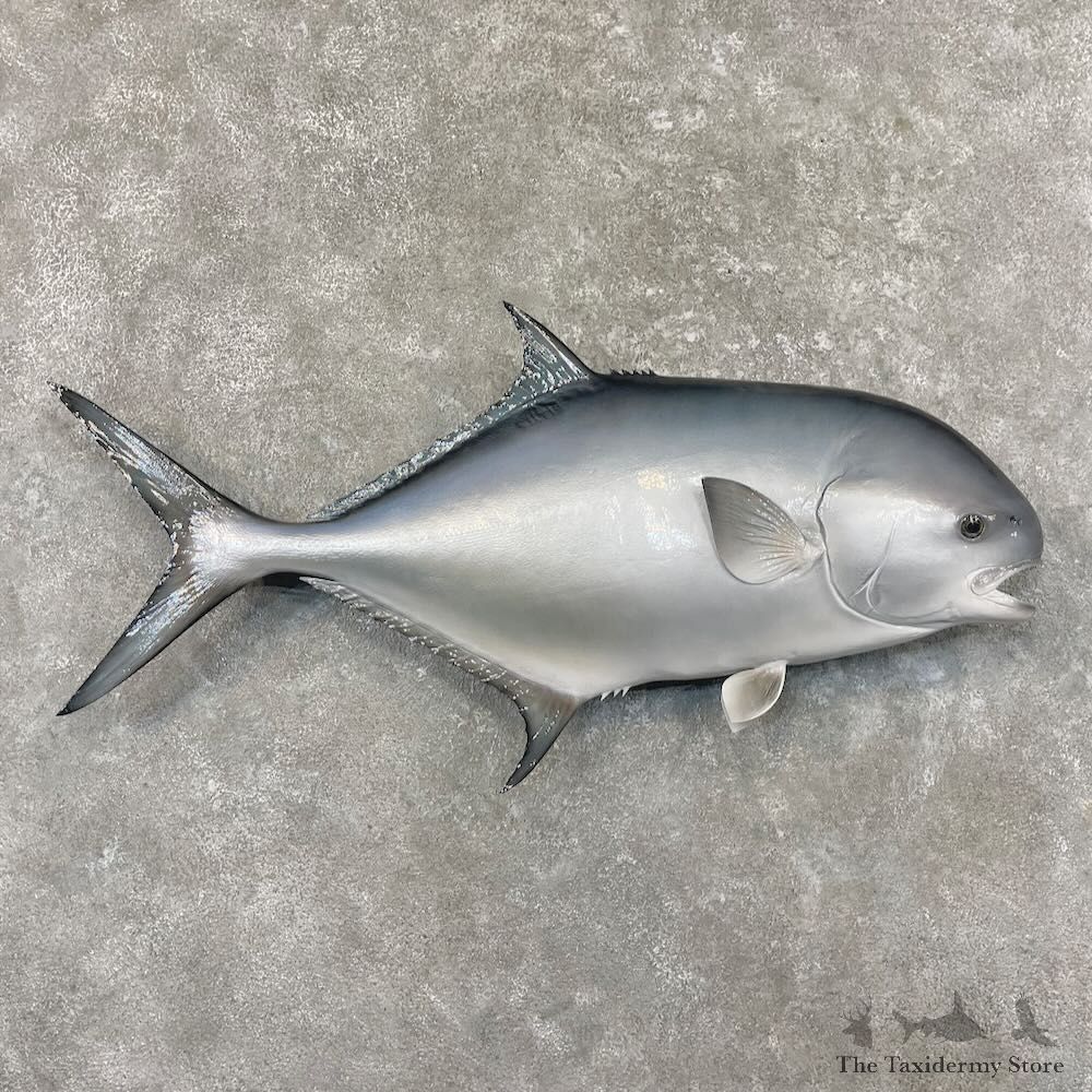 Permit Fish Mount For Sale #27700 @ The Taxidermy Store