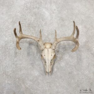 Whitetail Deer Skull European Mount For Sale #19255 @ The Taxidermy Store
