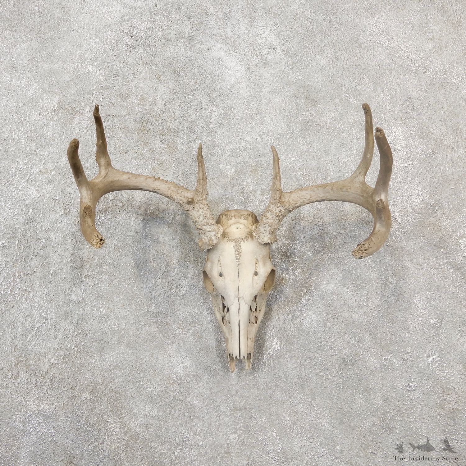 Whitetail Deer Skull European Mount For Sale #19255 @ The Taxidermy Store