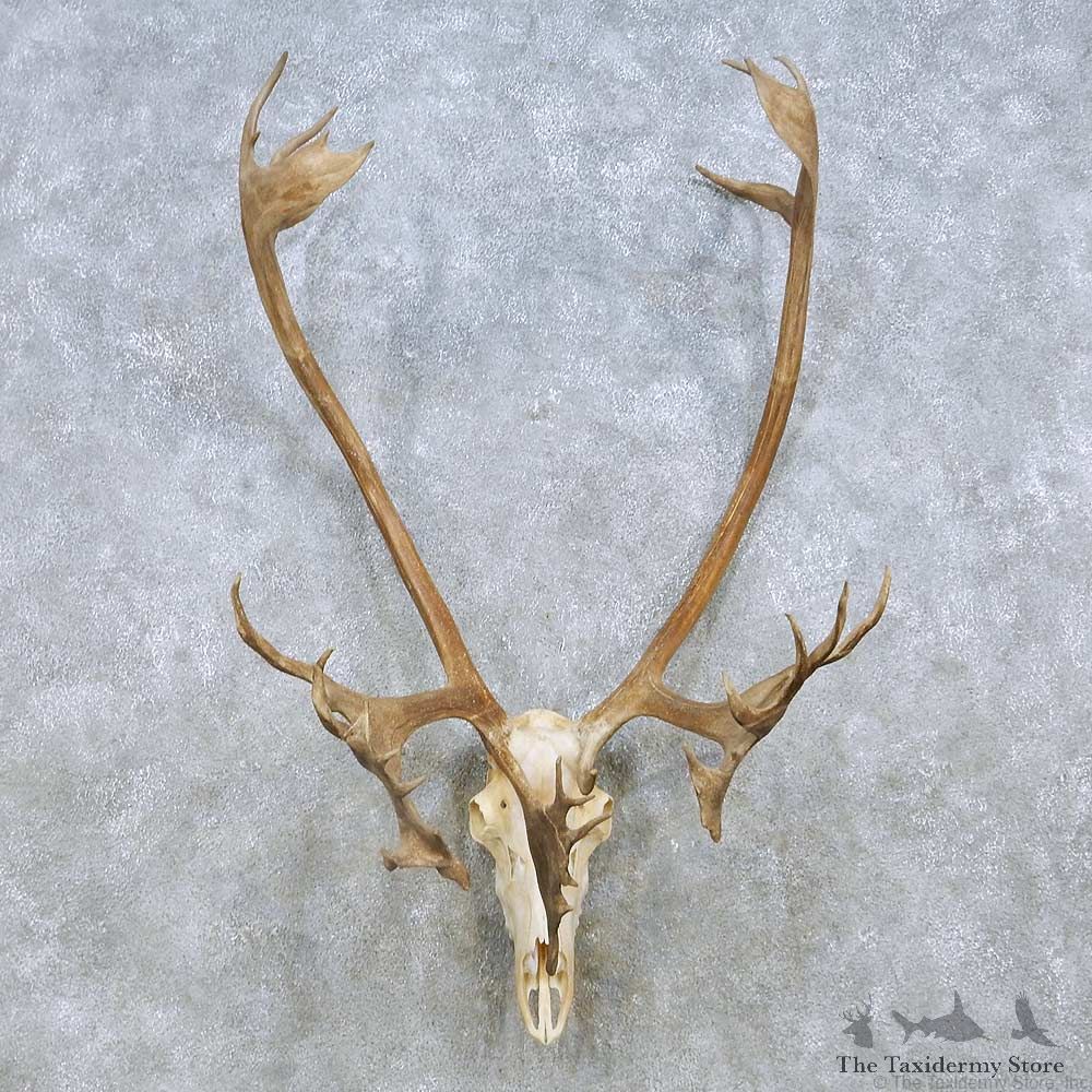 Caribou Skull & Horn European Mount For Sale #15163 @ The Taxidermy Store