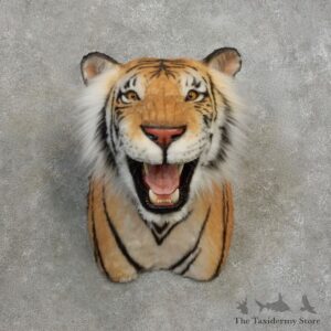 Reproduction Bengal Tiger Shoulder Mount For Sale #17173 @ The Taxidermy Store