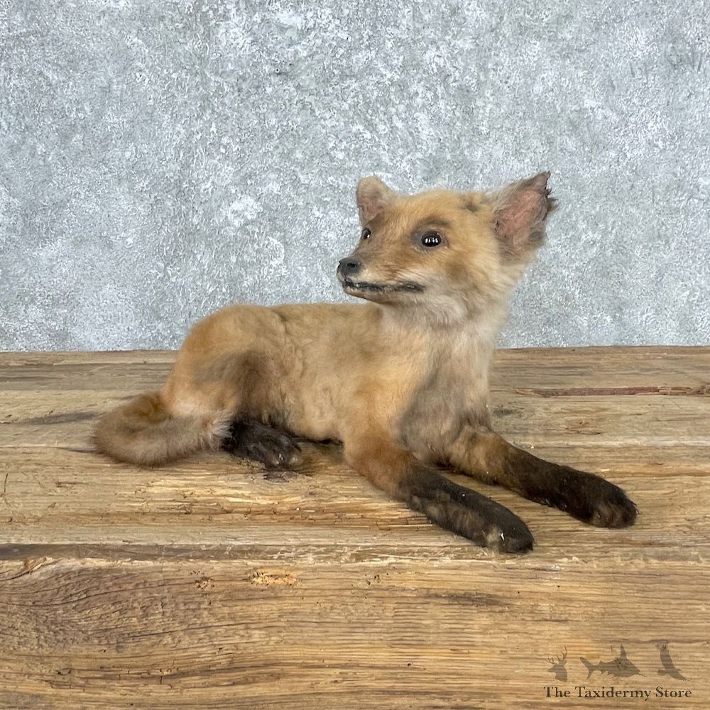 Juvenile Red Fox Life-Size Mount For Sale #26999 @ The Taxidermy Store
