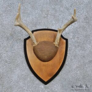 Whitetail Deer Antler Plaque Mount For Sale #15068 @ The Taxidermy Store