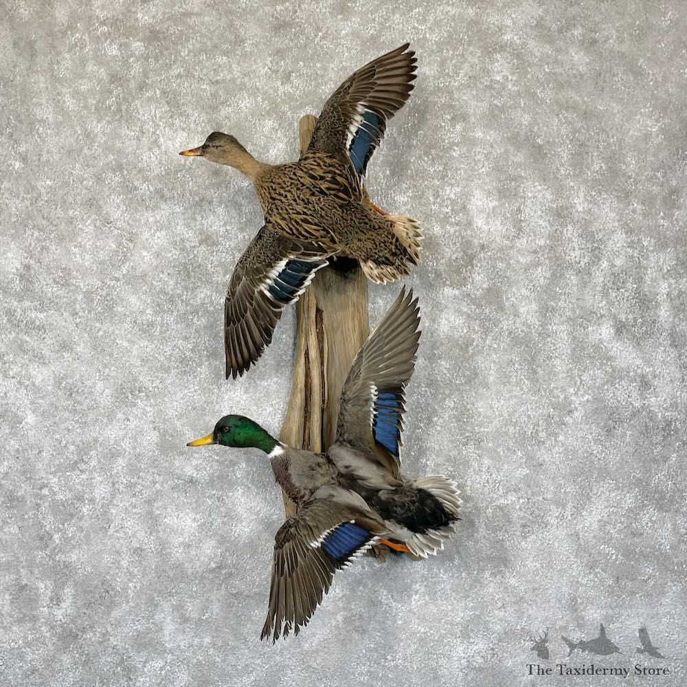 Mallard Drake and Hen Duck Mount For Sale #28185 - The Taxidermy Store