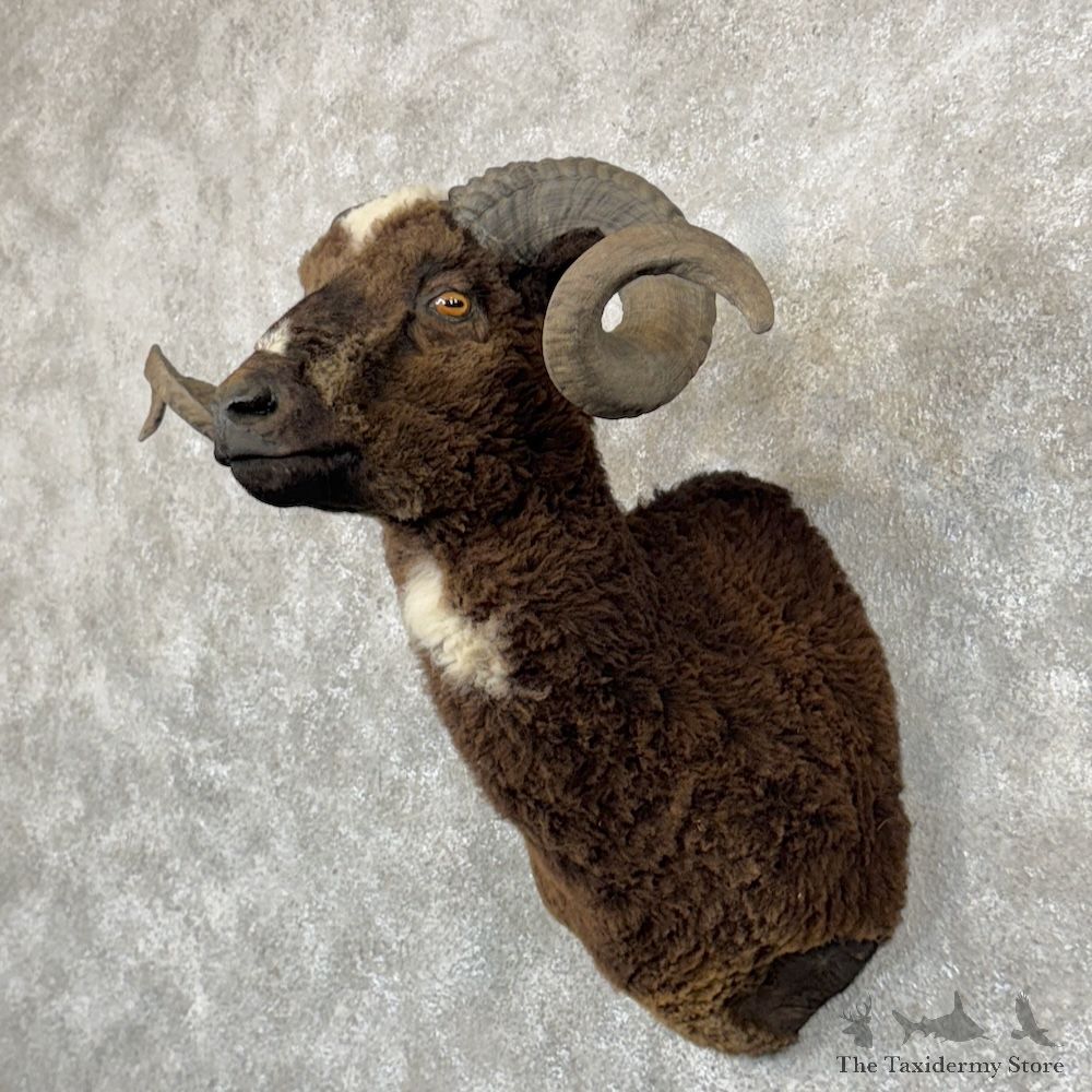 Arapawa Sheep Shoulder Mount For Sale #29867 @ The Taxidermy Store