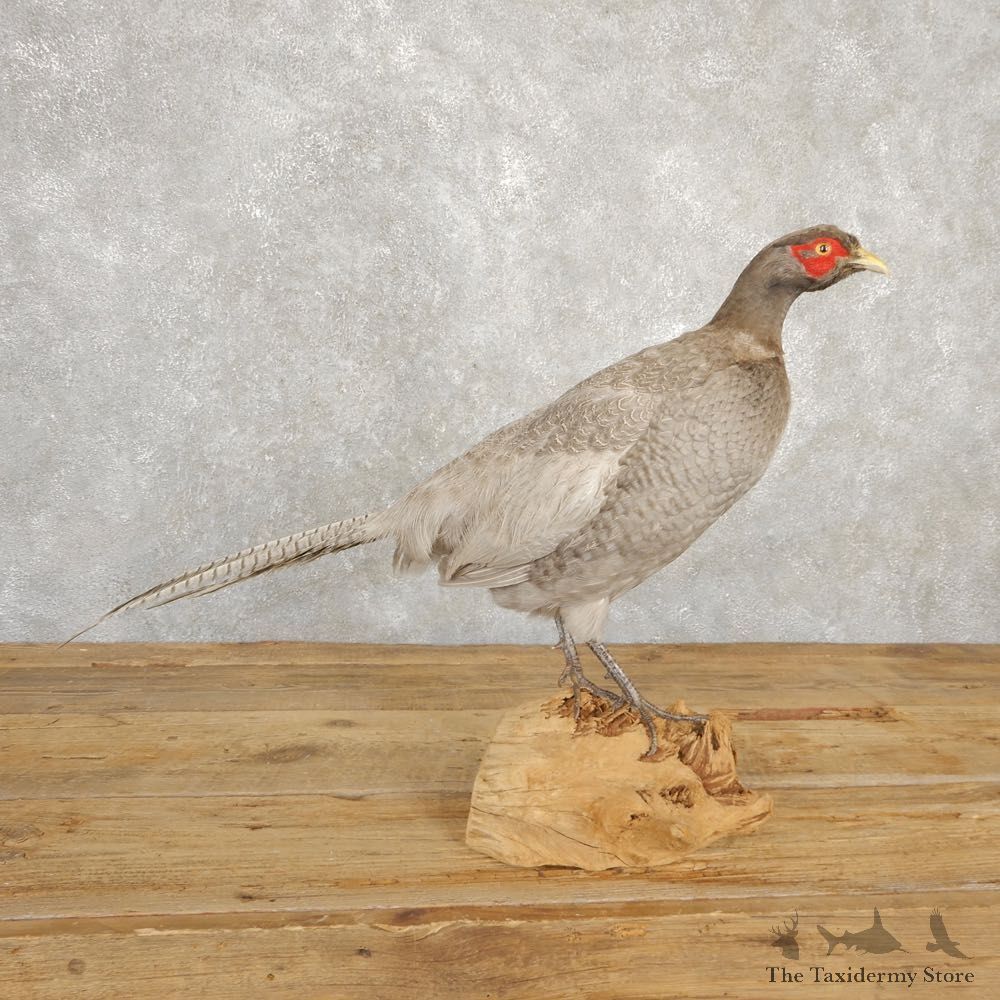 Abyssinian Blue Pheasant Bird Mount For Sale #20627 @ The Taxidermy Store