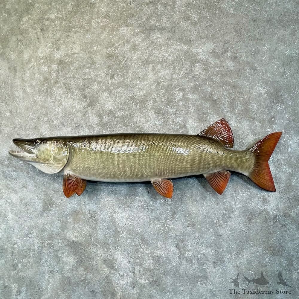Reproduction Muskellunge Fish Mount For Sale #28534 @ The Taxidermy Store