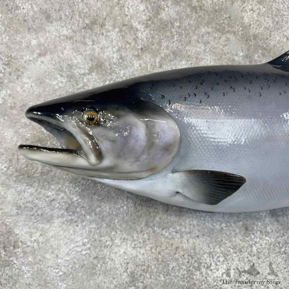King Chinook Salmon Fish Mount For Sale #30447 @ The Taxidermy Store