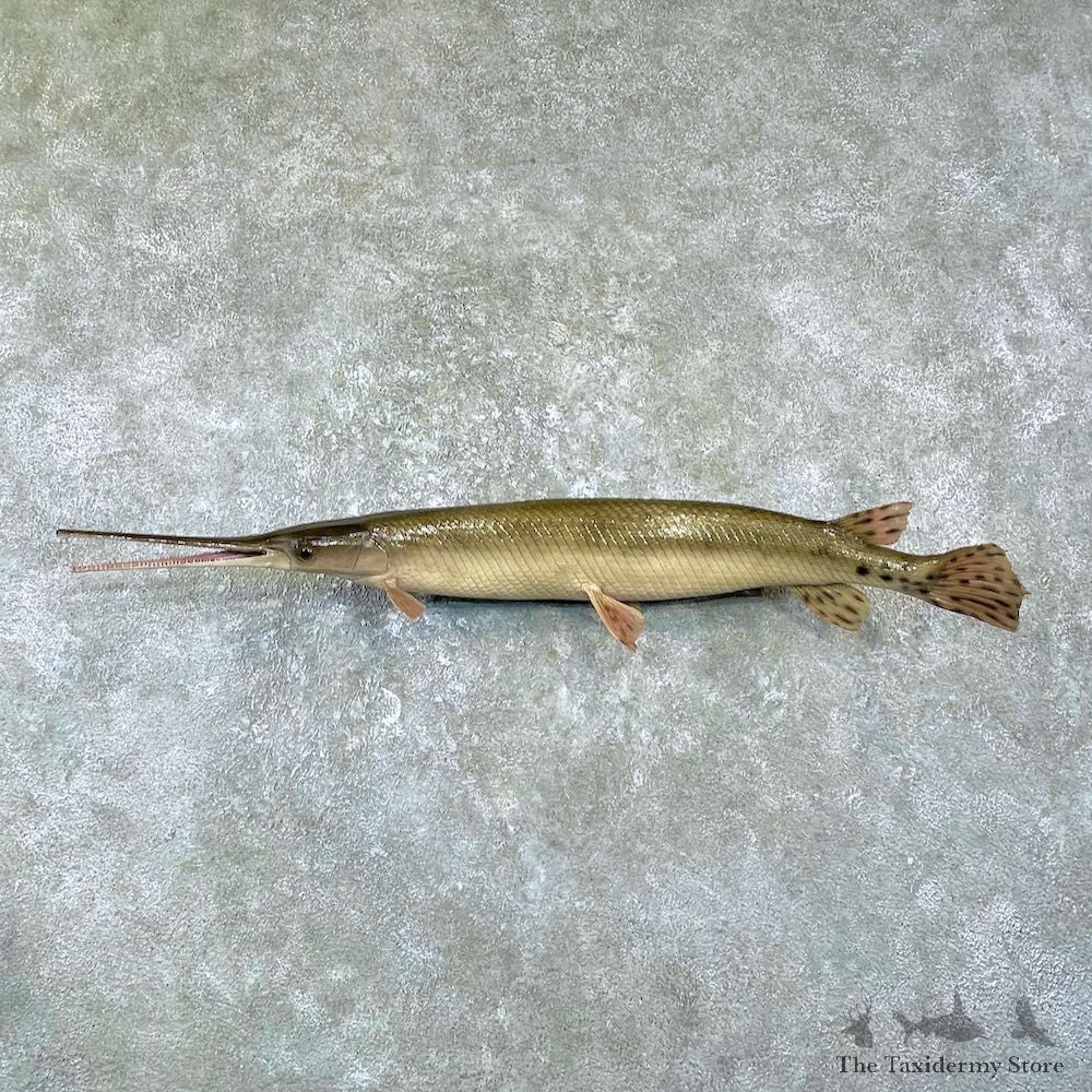 Longnose Gar Fish Mount For Sale #25960 @ The Taxidermy Store