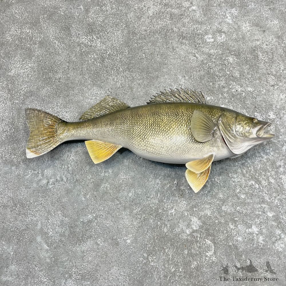 Walleye Fish Mount For Sale #27564 @ The Taxidermy Store