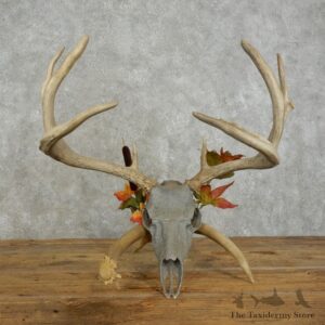 Whitetail Deer Skull European Mount For Sale #17392 @ The Taxidermy Store
