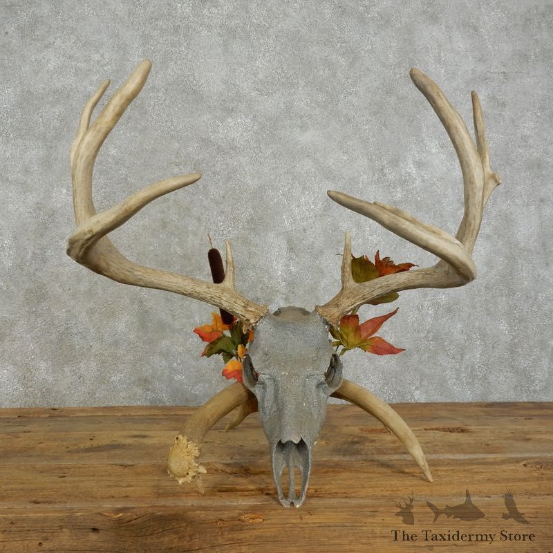 Whitetail Deer Skull European Mount For Sale #17392 @ The Taxidermy Store