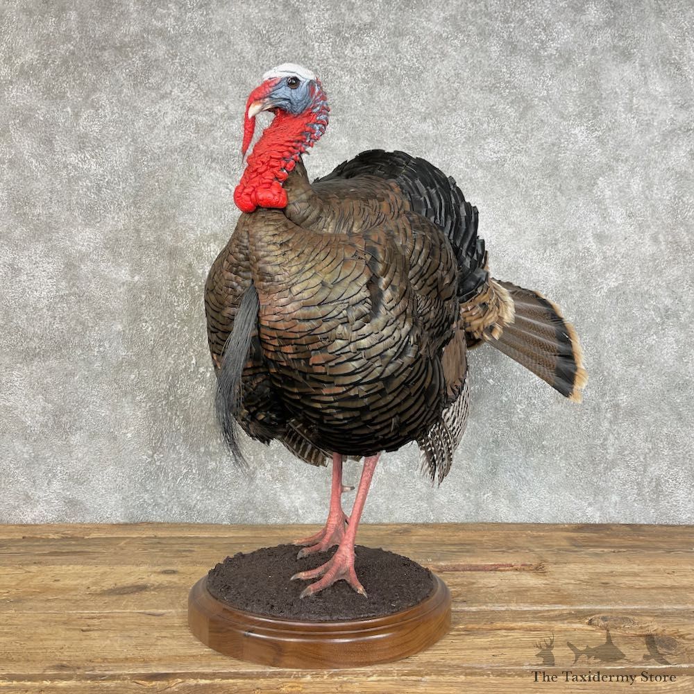 Merriam's Turkey Bird Mount For Sale #25804 @ The Taxidermy Store